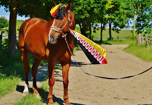 得球队始终 得球队始终